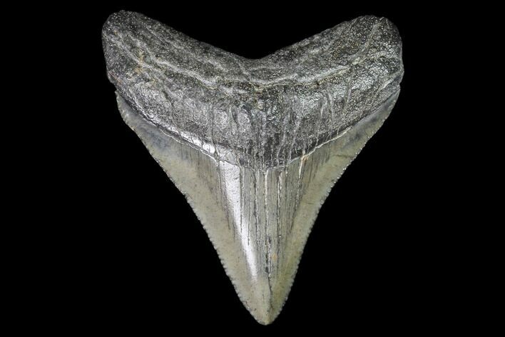 Juvenile Megalodon Tooth - Georgia #101361